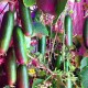 1800W Led Bitki Yetiştirme Lambası - Full Spectrum